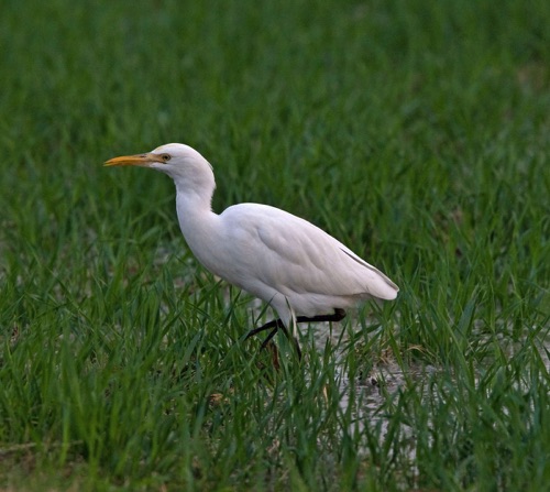 Eastern Cattle Egret
Long Valley (near Sheng Shui Township)